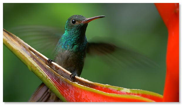 Ariane à ventre gris 2