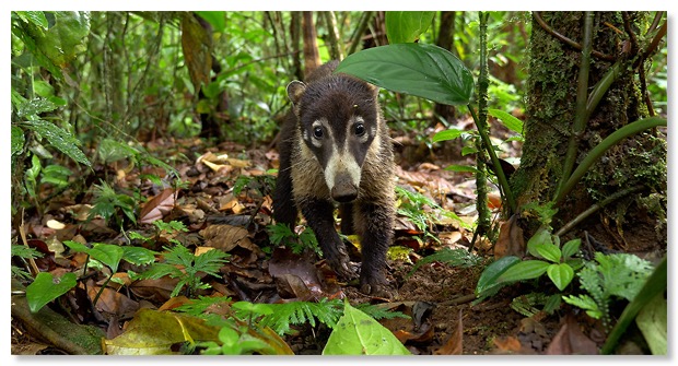coati