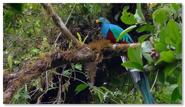 quetzal male