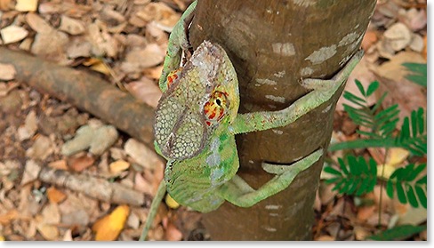 Cameleon