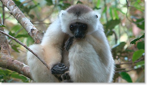 Sifaka soyeux