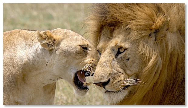 Film 1 GP portrait couple lionss