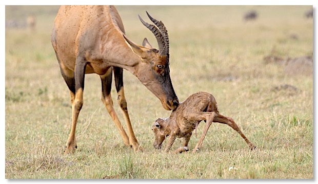 Film 1 mere et petit topi