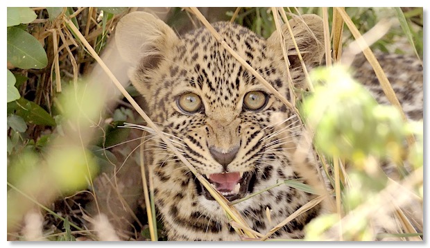 Film 1 petit leopard grongnant