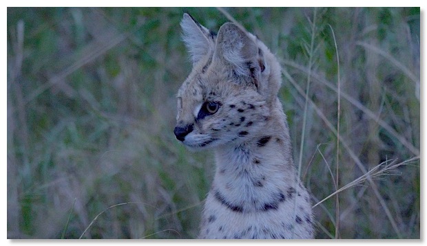Film 2 GP serval nuit