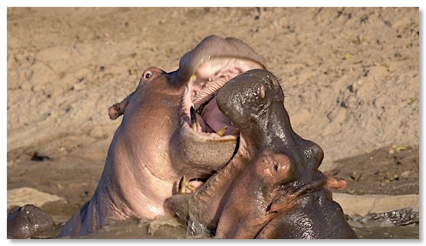 Film 2 joute hippopotames