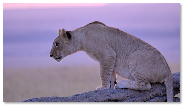 Film 2 lionceau lavande