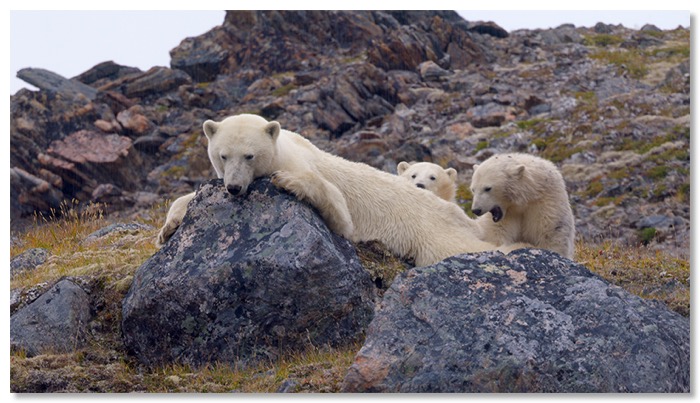 Mere ours blanche copie