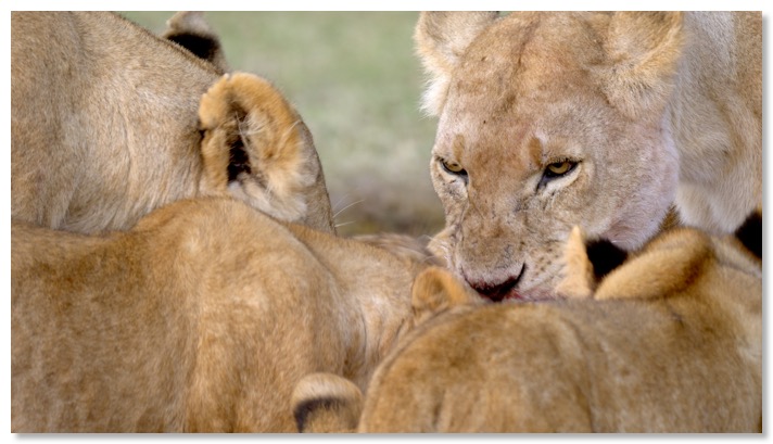 Film 2 GP lionne mangeant copie