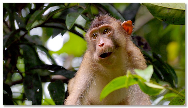 Macaque copie