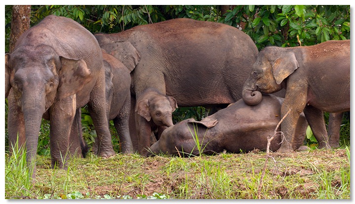 elephants