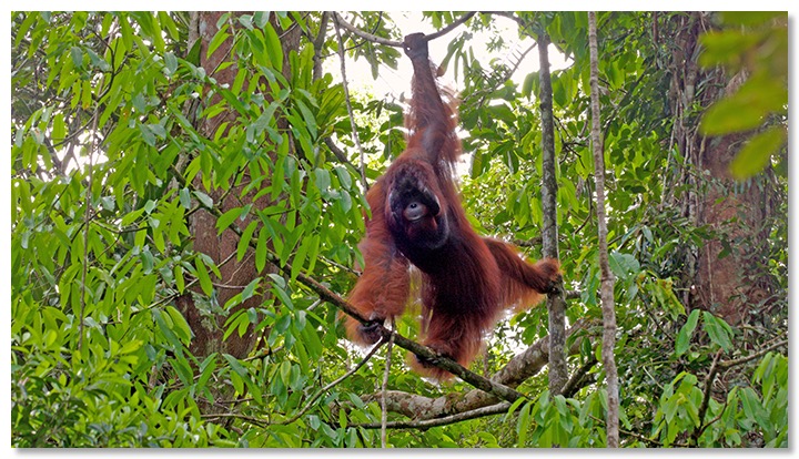 orang outan male